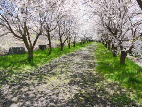 bridge-yawarakanaharukaze-img